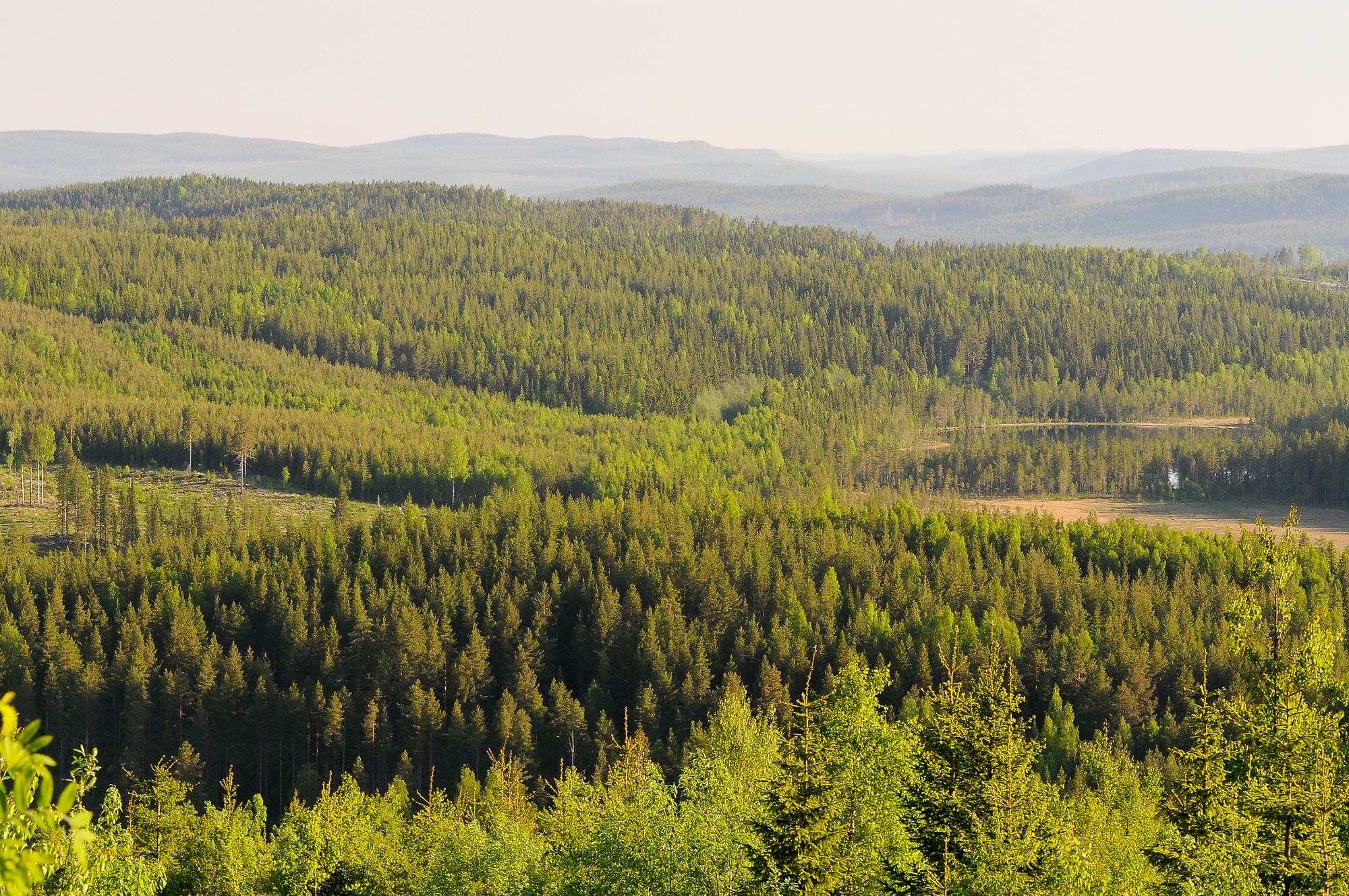 New LULUCF targets require growth in forests and efforts from all land ...