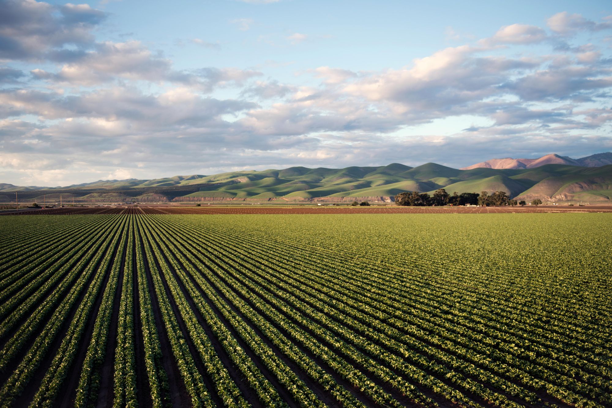 Organics Europe to EU: Seize the moment for a sustainable agri-food future